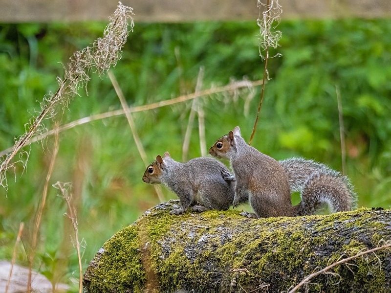 Grey Squirrels - Grey Squirrels