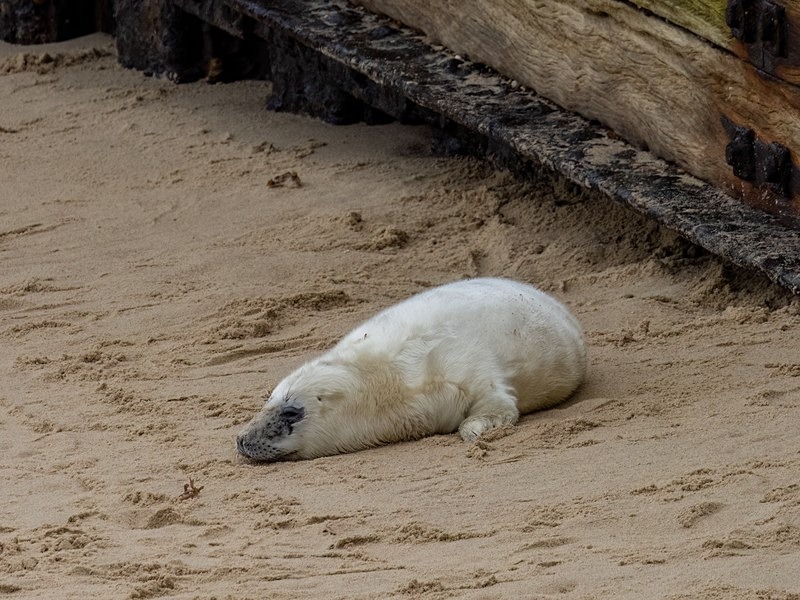 Atlantic Grey Seal - Atlantic Grey Seals