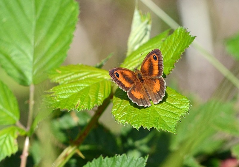 Gatekeeper - Butterflies