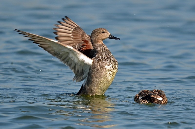 Gadwall - Dabbling ducks