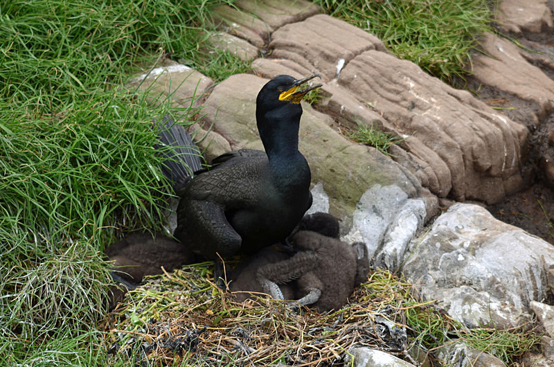 Shag and chicks - Cormorants and Shags