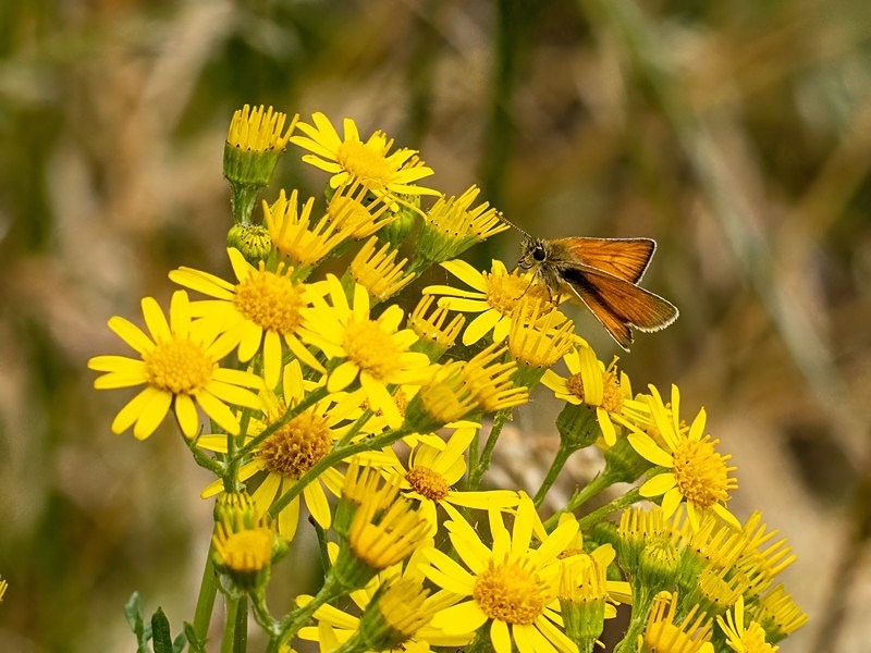 Small Skipper - Butterflies