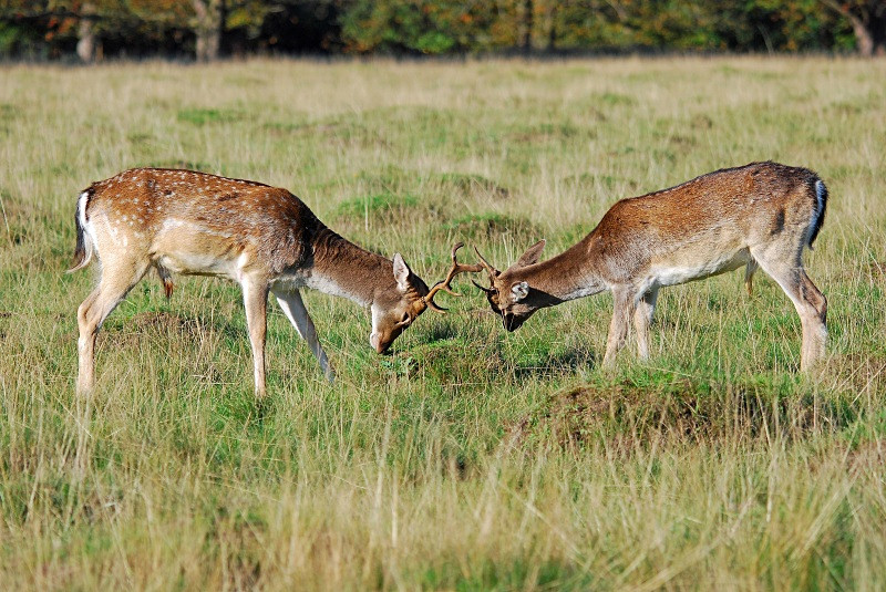 Fallow Deer - Fallow Deer