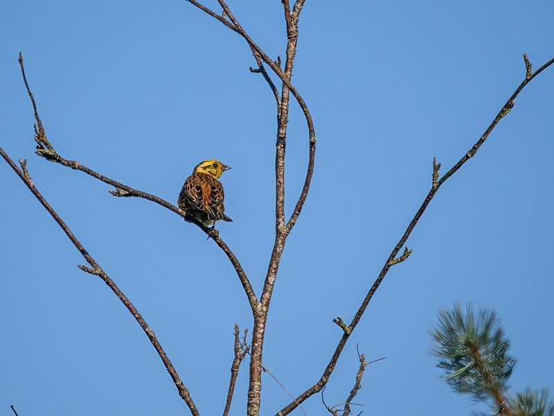 Yellowhammer - Buntings