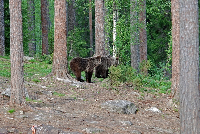 Brown Bear - North Finland and north Norway - May and June 2009