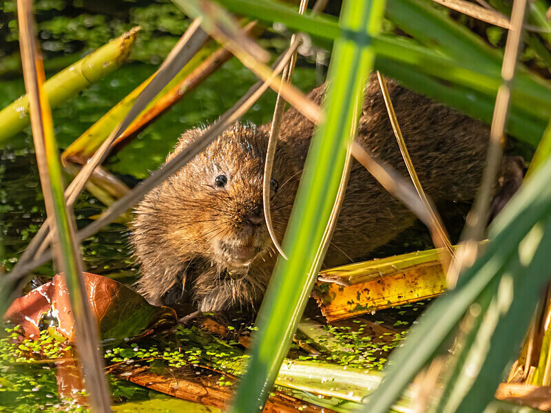 Water Vole - Latest photos