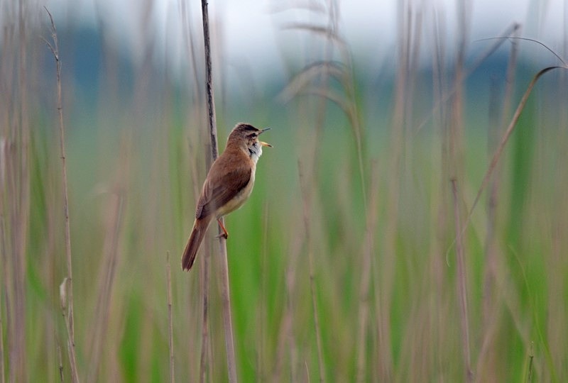 Paddyfield Warbler - Bulgaria