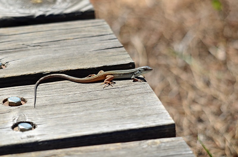 Large Psammodromus - South and west Spain - April and May 2012