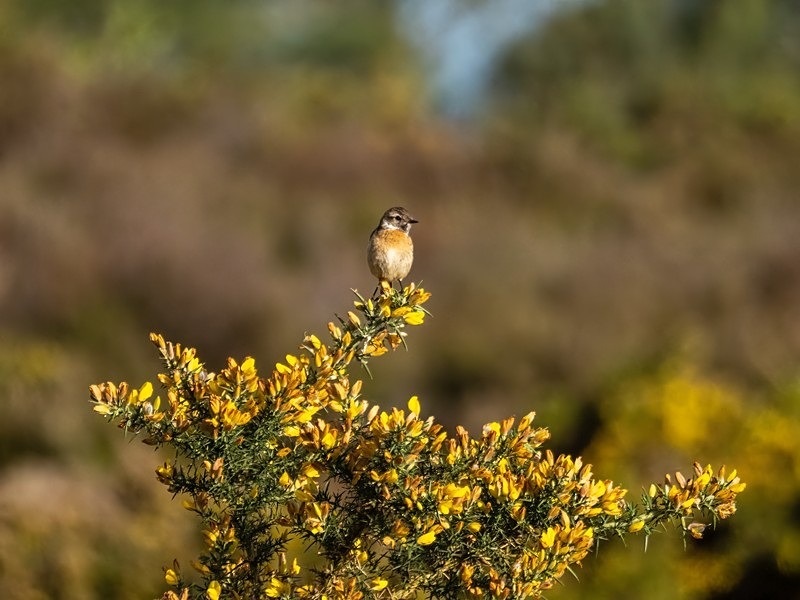 Stonechat - Chats