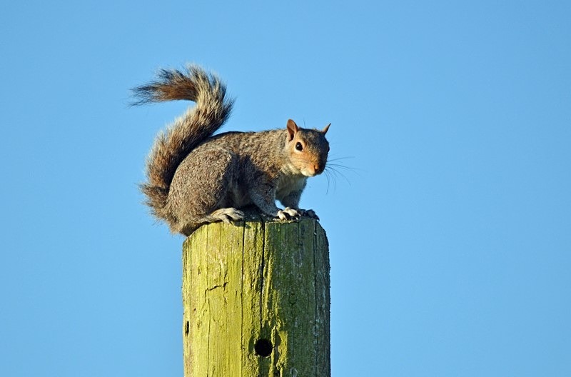 Grey Squirrel - Grey Squirrels