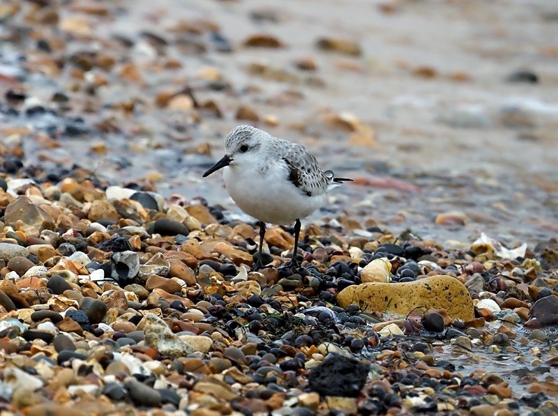 Sanderling - Sandpipers
