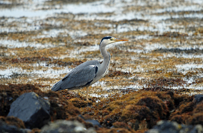 Grey Heron - Herons and egrets