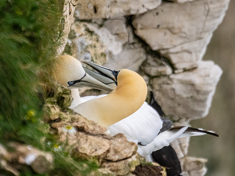 Gannets - Latest photos