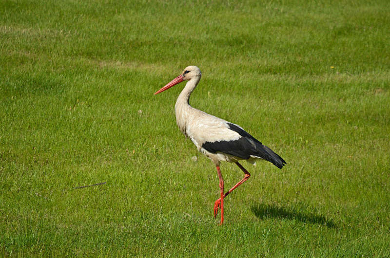 White Stork - Estonia