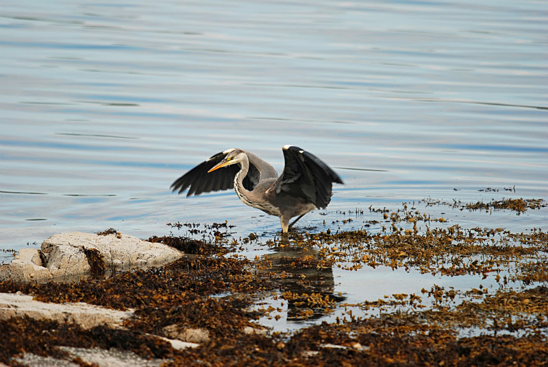 Grey Heron - Herons and egrets