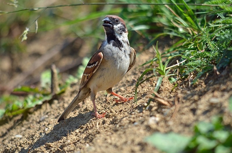 Tree Sparrow - Romania