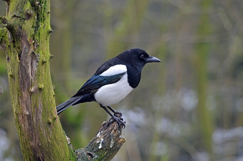 Magpie - Crows