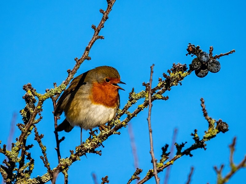 Robin - Robins