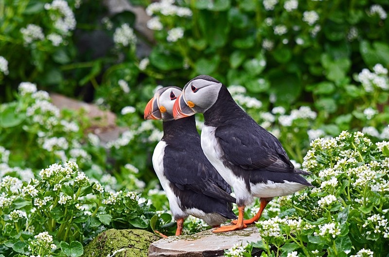 Puffins - North Norway