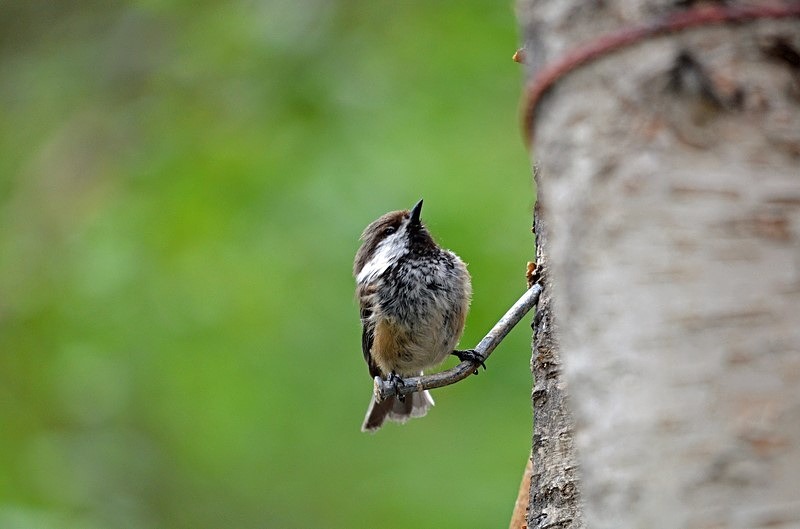 Siberian Tit - North Finland - part 1