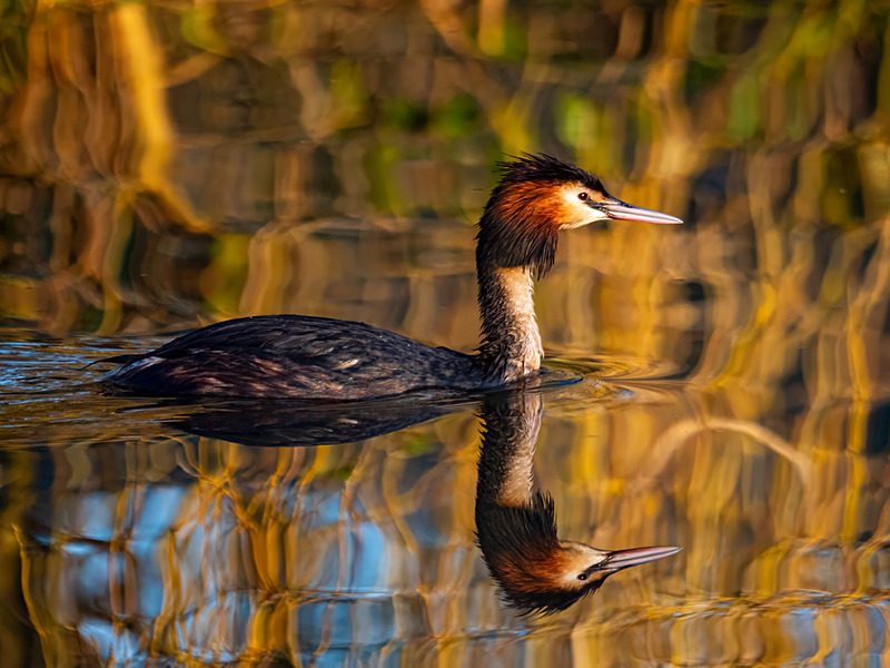 Great Crested Grebe - Latest photos
