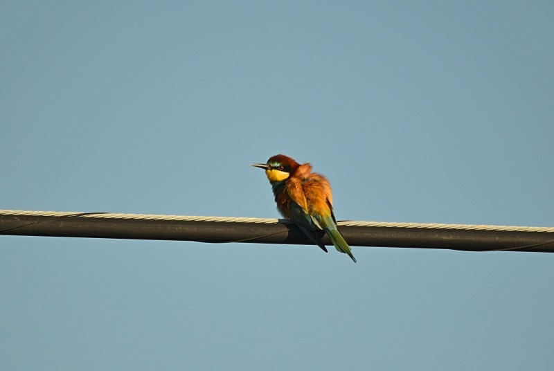 European Bee-eater - South and west Spain - April and May 2012