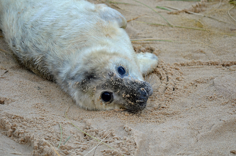 Atlantic Grey Seal - Atlantic Grey Seals