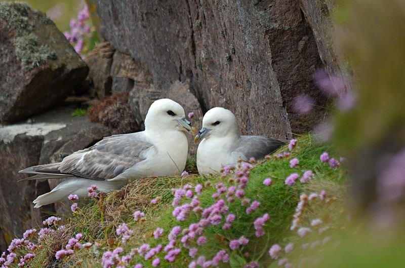 Fulmars - Fulmars