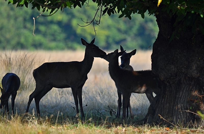 Red Deer - Red Deer