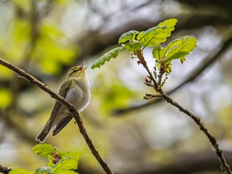 Wood Warbler - Warblers