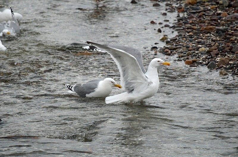 Herring Gulls - North Norway