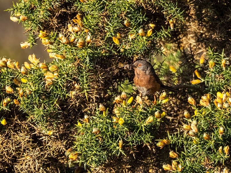 Dartford Warbler - Warblers