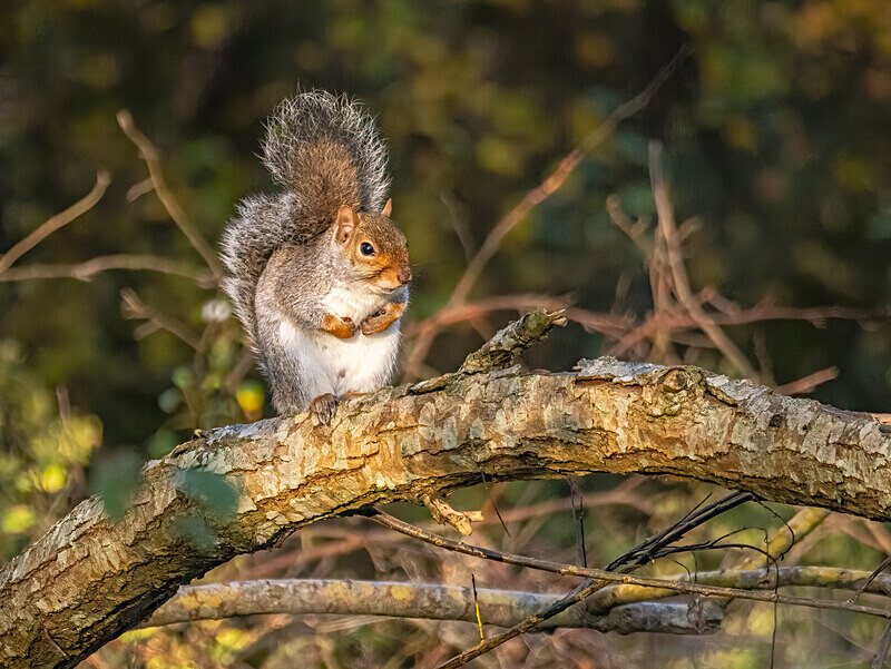 Grey Squirrel - Latest photos