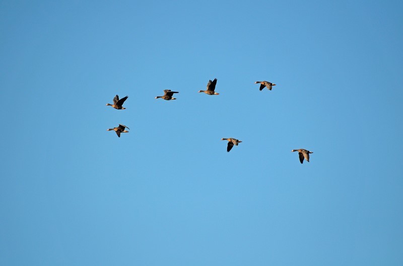 Greater (Greenland) White-fronted Geese - Grey geese