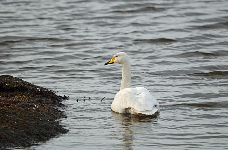 Whooper Swan - Whooper and Bewick's Swans