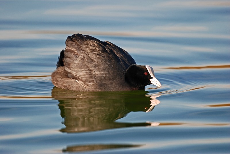 Coot - Crakes and rails