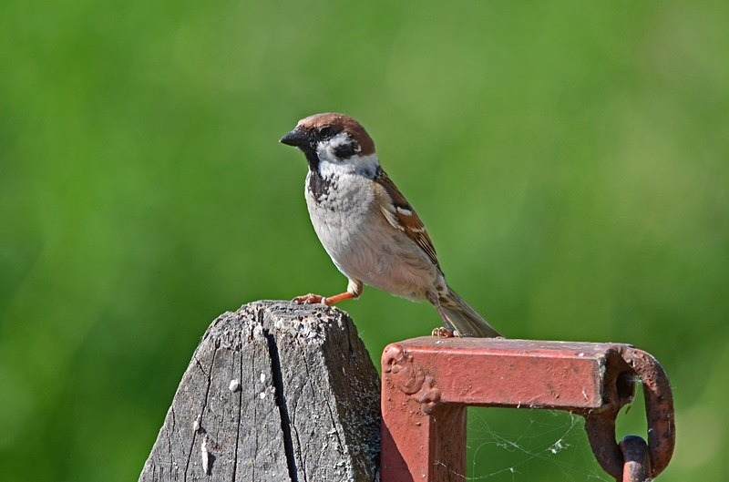 Tree Sparrow - Hungary