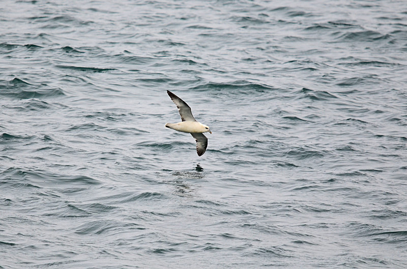 Fulmar - North east Iceland