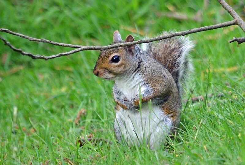 Grey Squirrel - Grey Squirrels