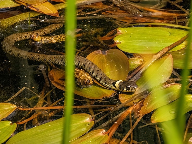Grass Snake - Snakes