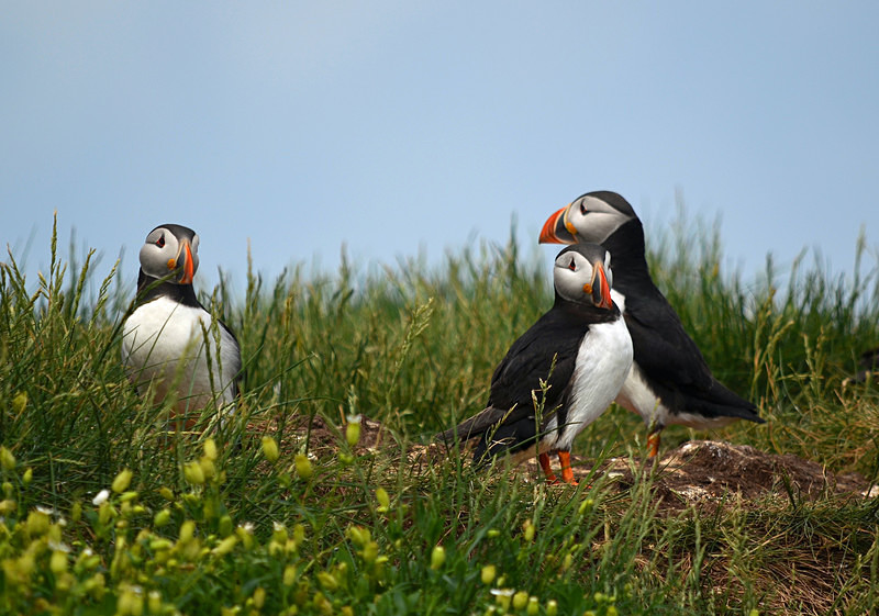 Puffins - Puffins
