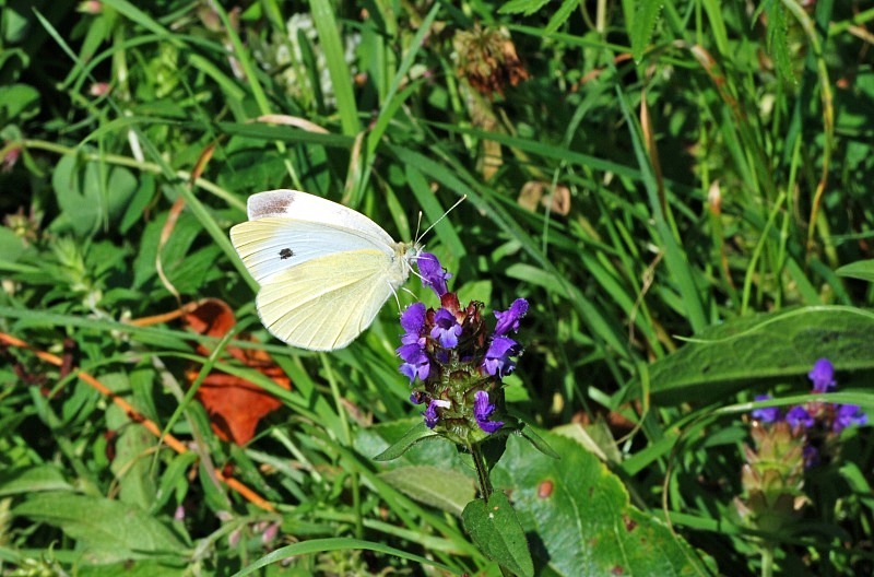 Small White - Butterflies