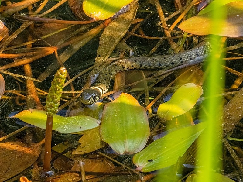 Grass Snake - Snakes