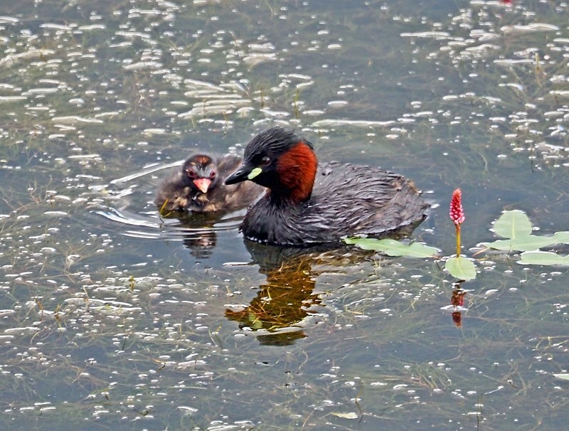 Little Grebe and juvenile - Grebes