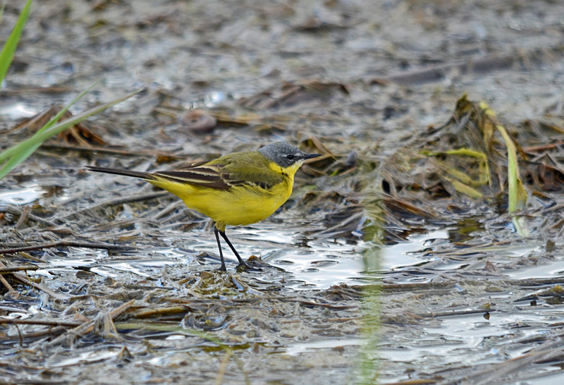 Blue-headed Wagtail - Estonia