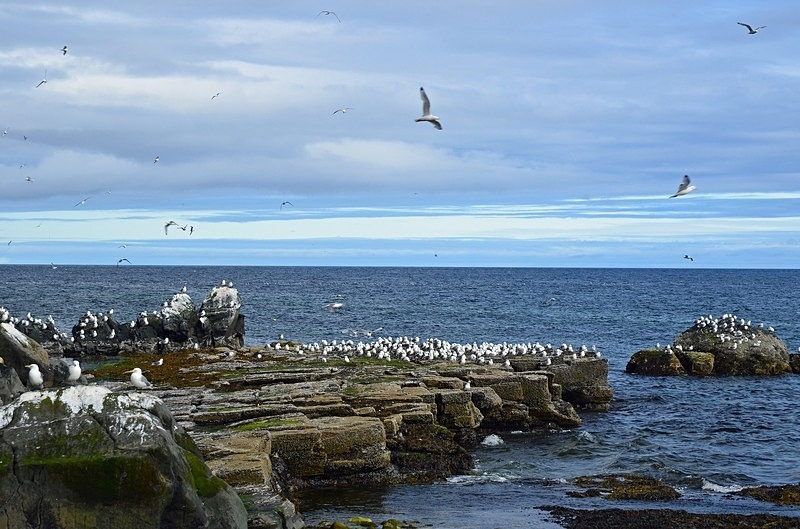 Flåget, Ekkerøy, Varanger peninsula, Troms og Finnmark, Norway - North Norway