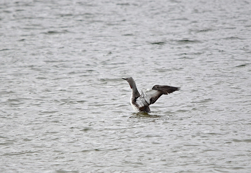 Red-throated Diver - North east Iceland