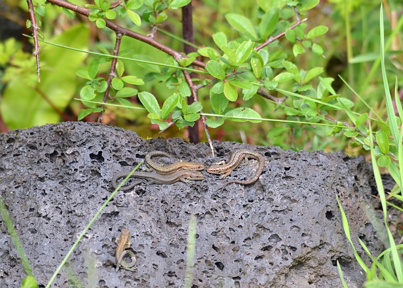 Common Lizards - Lizards