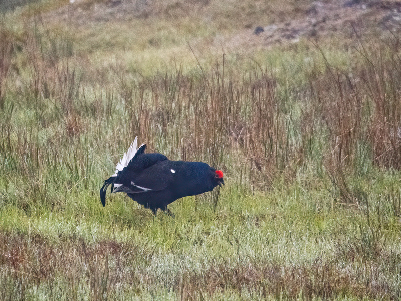 Black Grouse - Latest photos