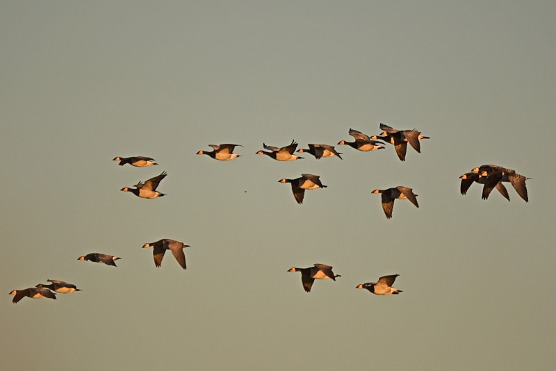Barnacle Geese - Black geese